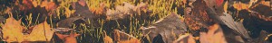 autumn leaves